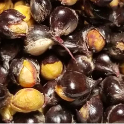 Amber Seeds 10.5g Herb